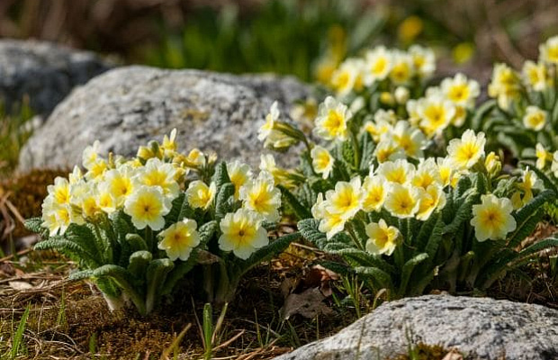 Открытие филиалов в Сертолово и Велигонтах 2026